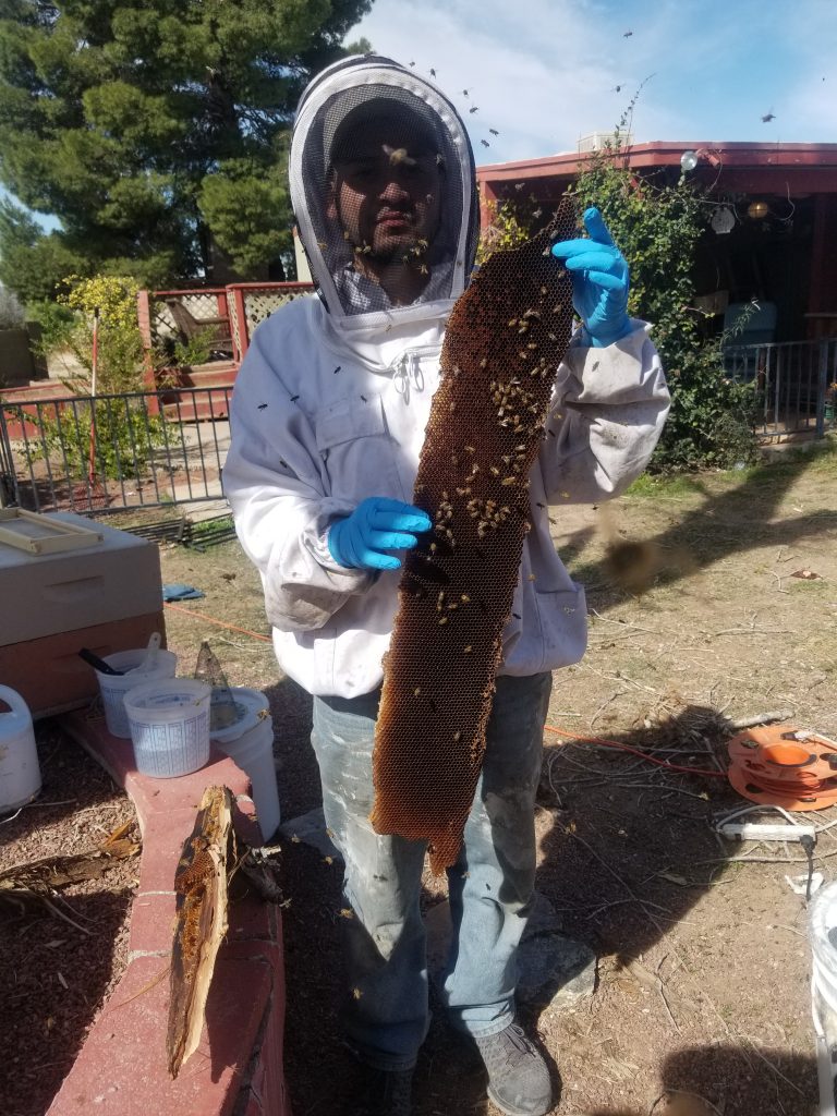 American Bee Control